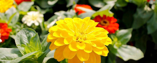Know Before You Grow: Zinnias