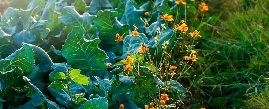 Keeping Your Garden Pest-free