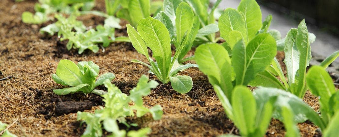 Know Before You Grow: Lettuce and Greens