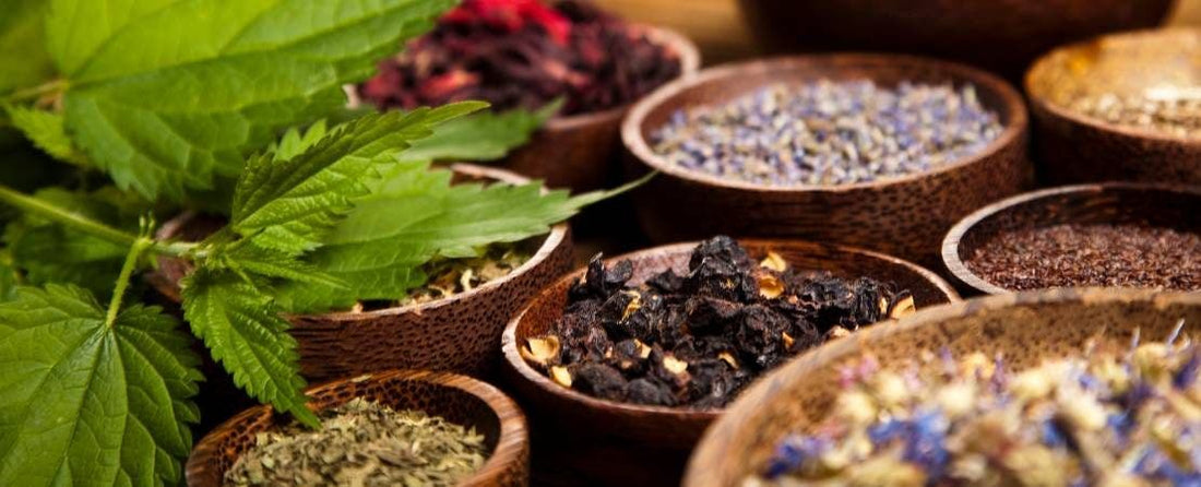 Growing Medicinal Plants for Health and Wellness
