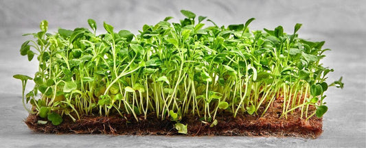 Microgreen Gardening Ideas and Inspiration