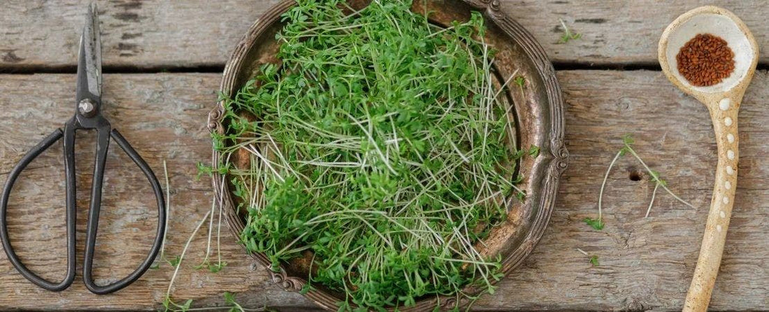 Microgreens Flavor Profiles & Days to Maturity