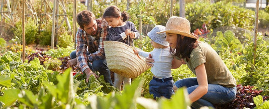 Modern Homesteading: A Guide to Self-Sufficiency in the 21st Century