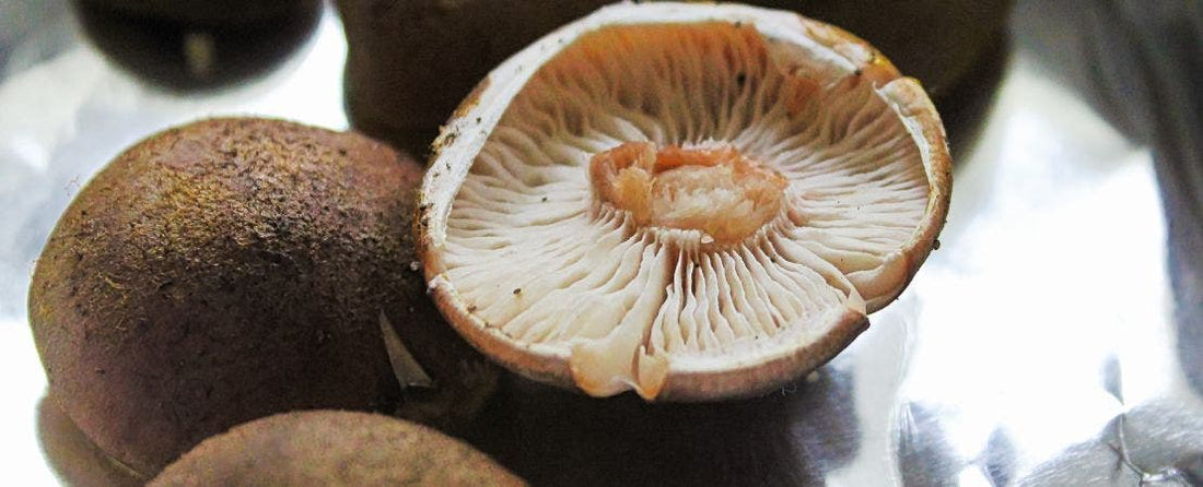 Creating a Mushroom Spore Print