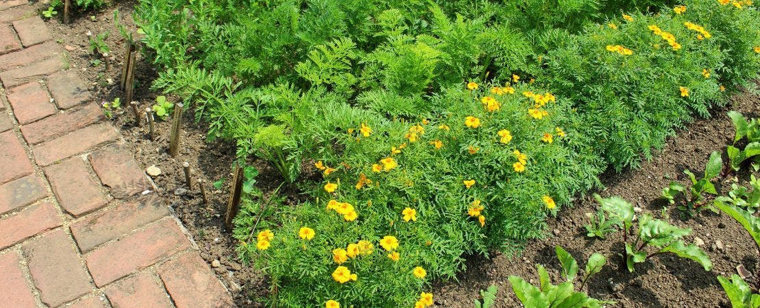 Getting Started with An Organic Garden