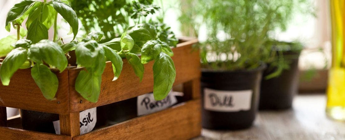 When to Bring Plants Inside for Winter: 8 Things to Consider