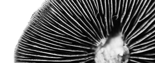Creating a Spore Print