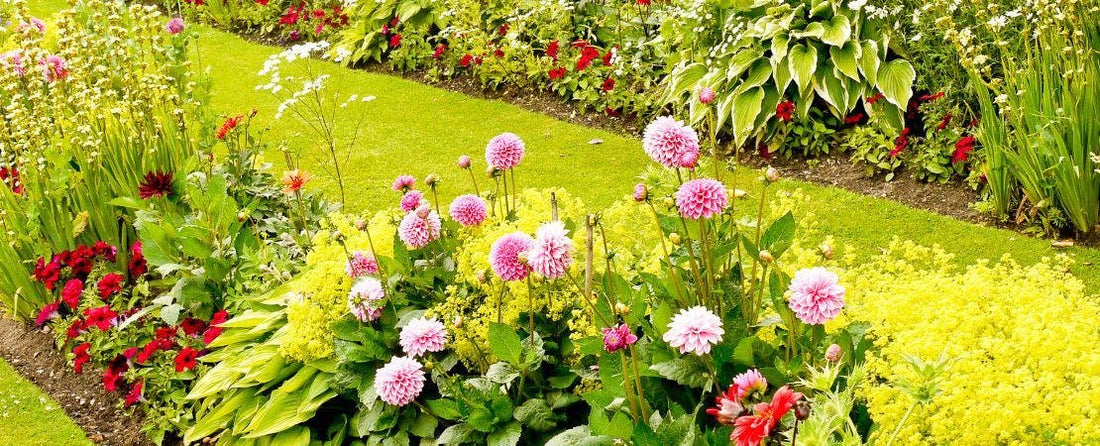 Differences Between Perennials, Annuals, Biennials, and Tender Perennials