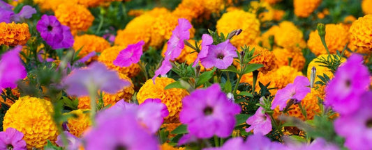 The 11 Top Companions for Petunia (& 5 Foes)