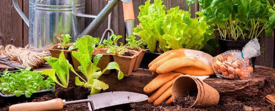 Planning Your Next Vegetable Garden