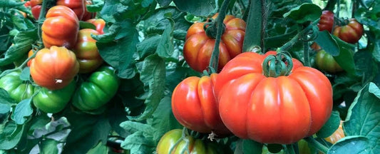 Plants to Avoid Growing Near Tomatoes