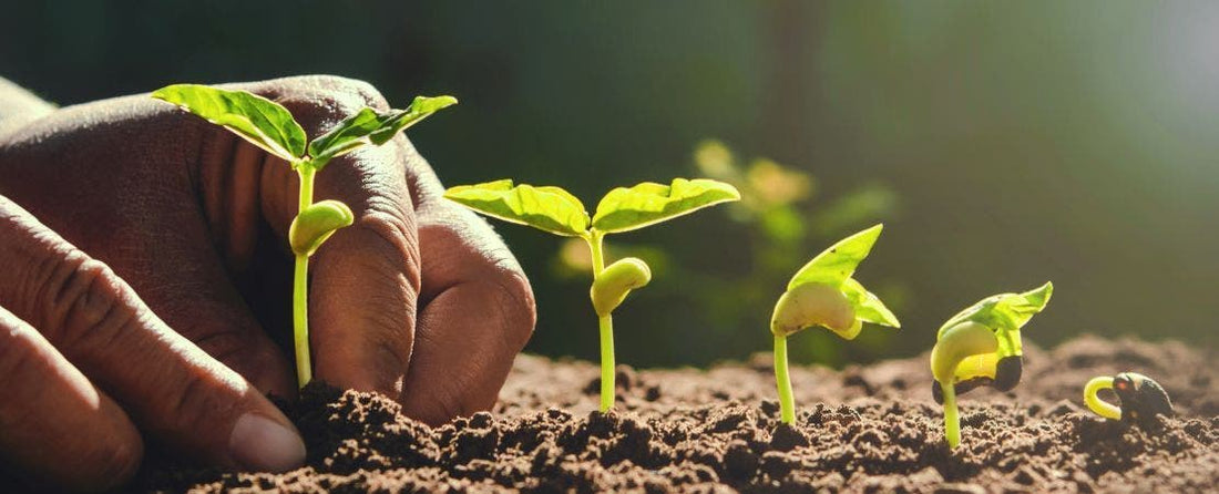 Know Before You Grow: Preparing the Garden for New Plants