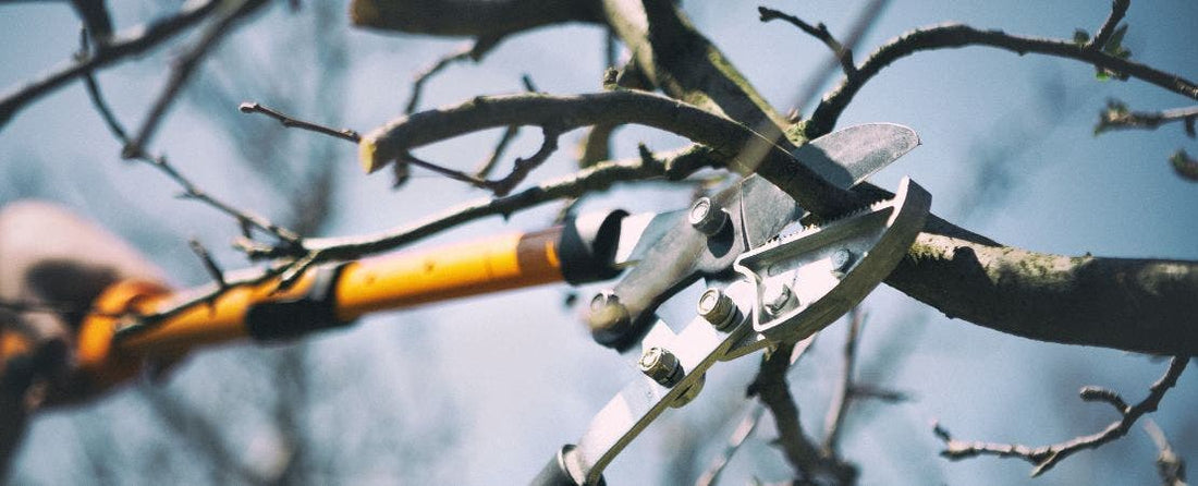 Winter Pruning Guide for Trees and Shrubs
