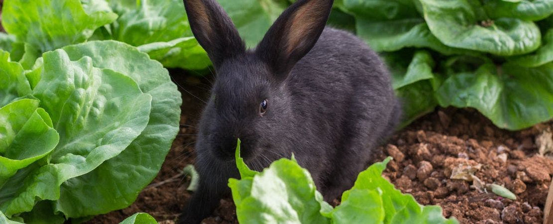 Tips to Discourage Rabbits from Snacking In Your Garden