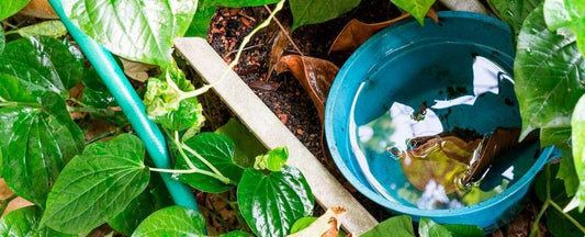 Rain Gardens Save Water, Look Great!