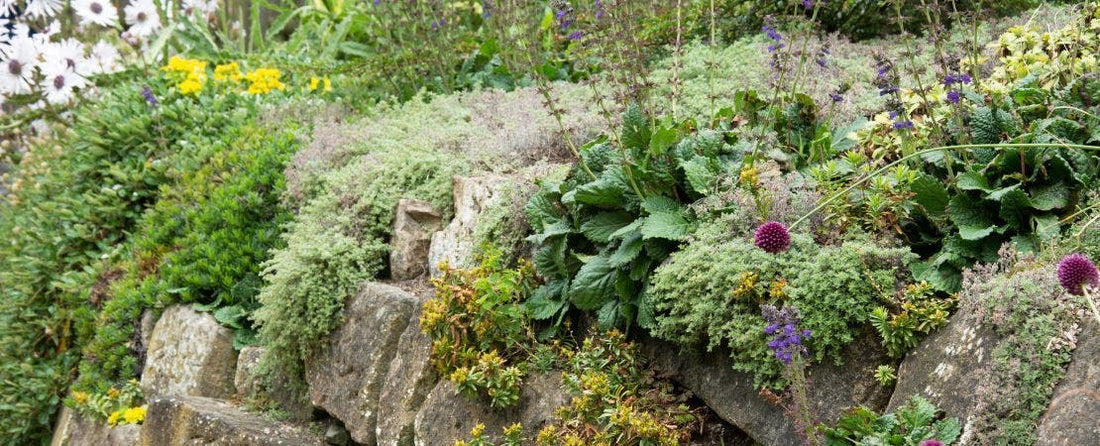 6 Best Plants for a Rock Garden