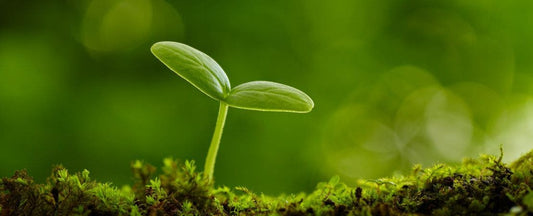 Common Gardening Mistakes