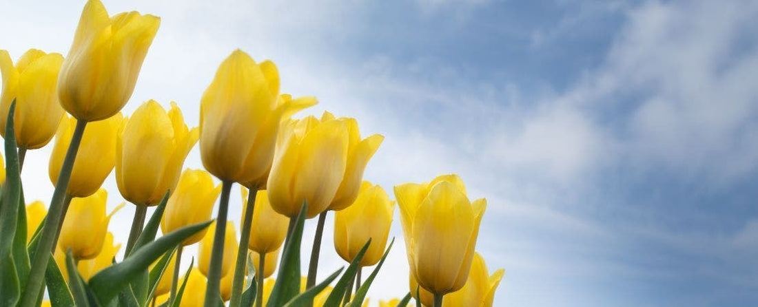 Spring Bulb Care