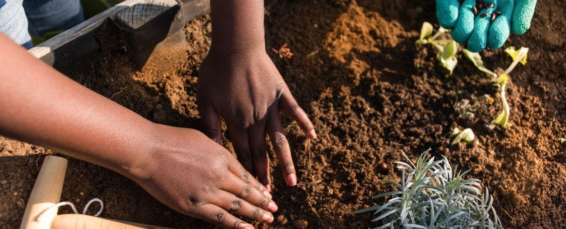 Best Seeds to Start Indoors or Direct Sow