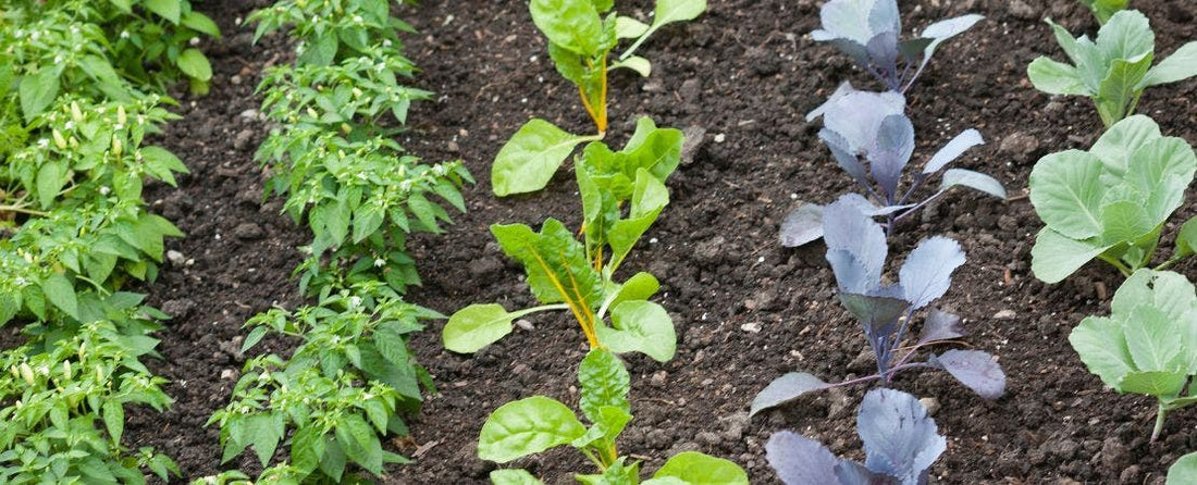 How to Start a Vegetable Garden in Any Climate