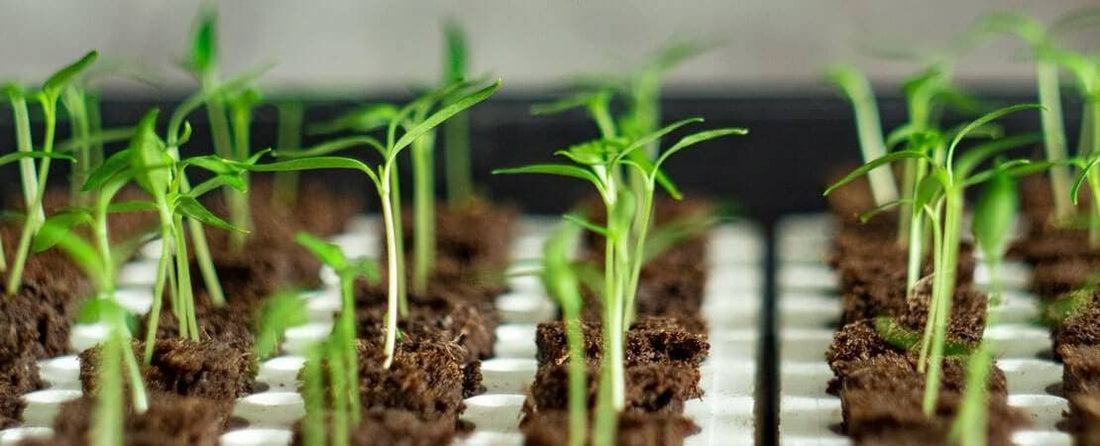 Help for Stretched Seedlings