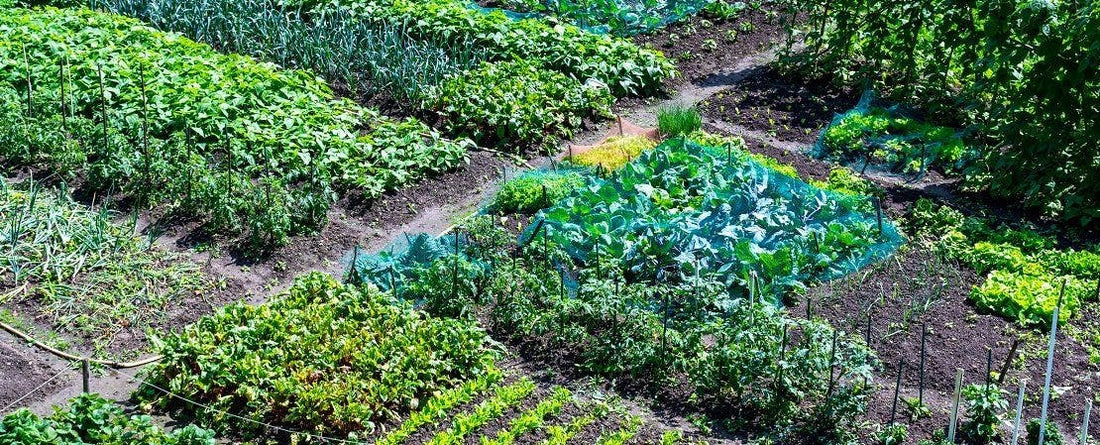 Succession Planting Vegetable Seeds and Produce