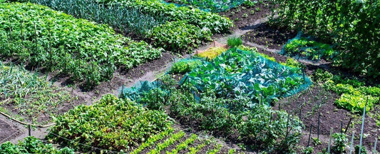 Succession Planting Vegetable Seeds and Produce