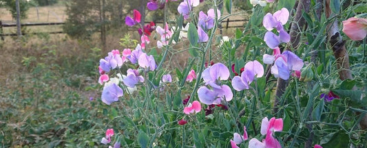 Know Before You Grow: Sweet Pea Flower Seeds