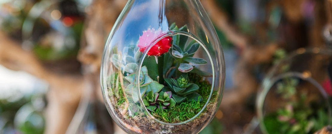 How to Create a Succulent Terrarium