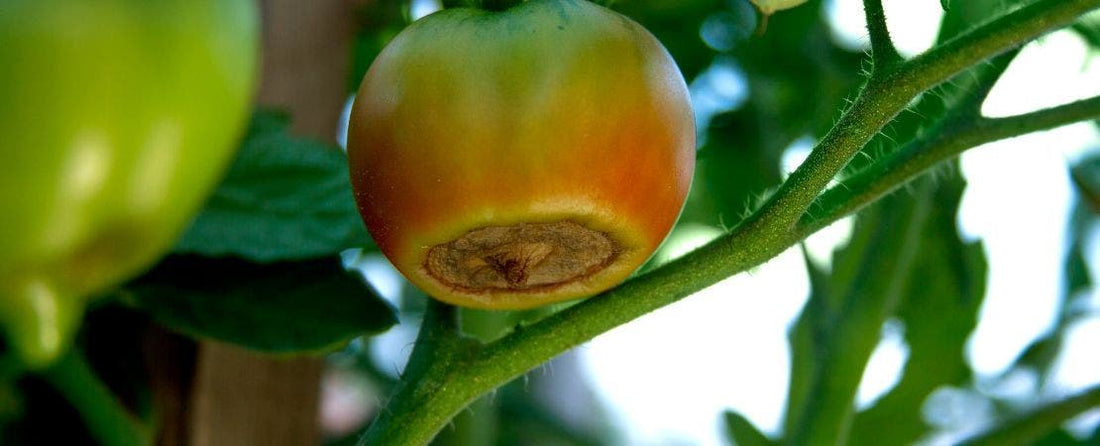 How to Prevent Blossom End Rot