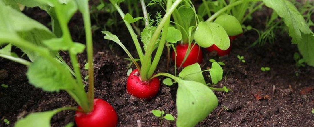 18 Tomato Companion Plants