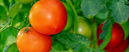 Foes in the Garden: Don't Plant These Next to Tomatoes