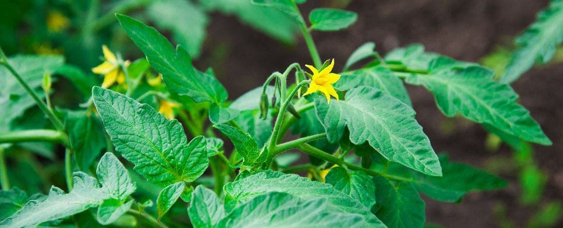 Protecting Your Tomatoes from Pests and Problems