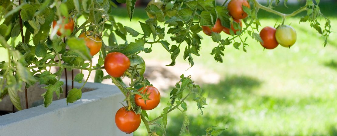 Do Tomato Plants Need Full Sun?  Park Seed