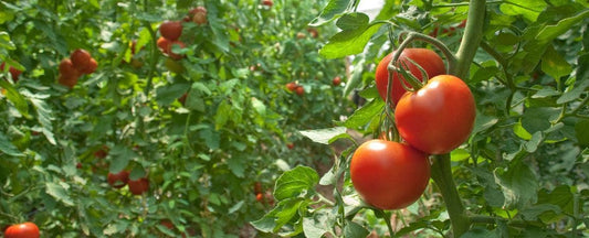 Do Tomato Plants Need Support?