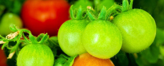 Tomatoes For Every Garden