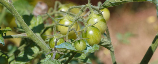 Tomatoes That Won’t Ripen