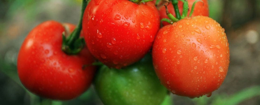 Tomato Plant Spacing: How to Space Tomatoes