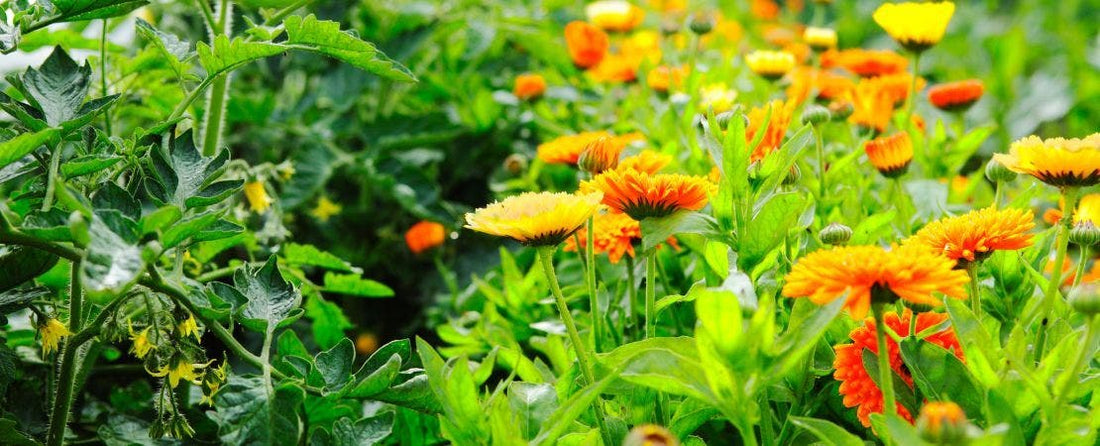 Protect Your Favorite Plants with Trap Crops