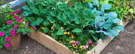 Best Flowers, Herbs, and Vegetables for Container Gardens