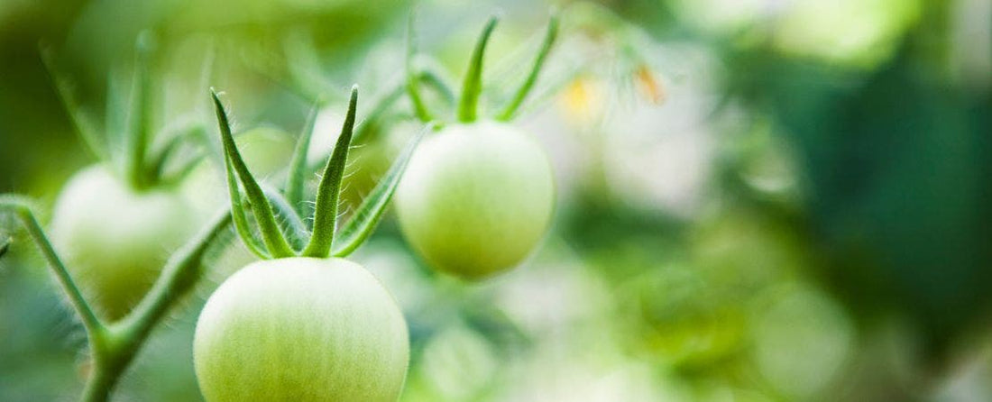Guide to Turning Green Tomatoes Red and Fall Tomato Storage