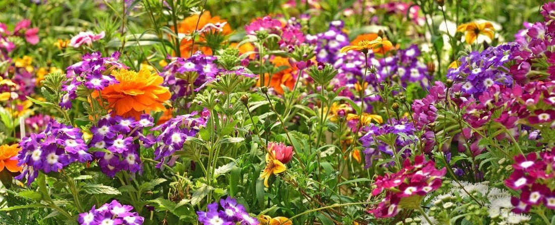 Different Types of Verbena Plants