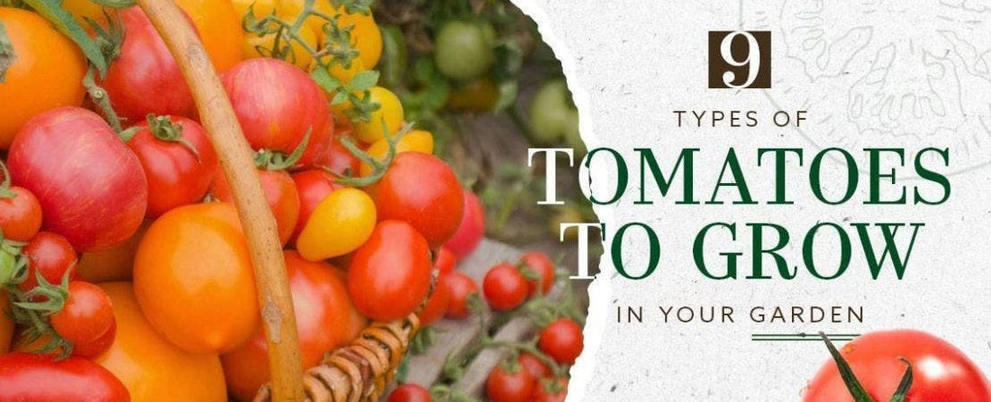 9 Types of Tomatoes to Grow in Your Garden
