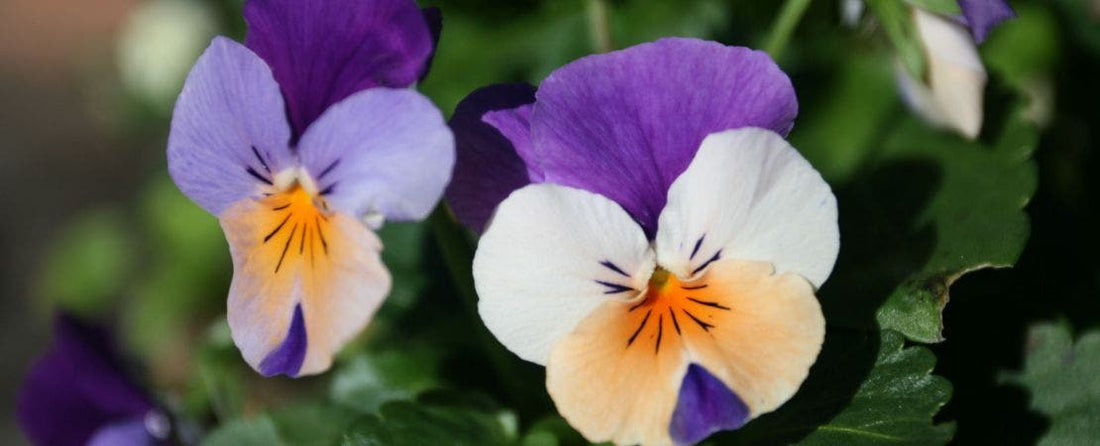 What’s the Difference? Violets, Violas, and African Violets