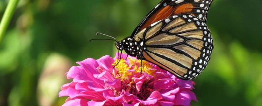 What to Plant with Zinnias