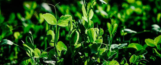 What to Do in the Garden In June