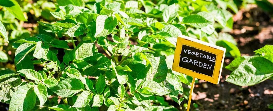 What to Do in the Garden in May by Zone