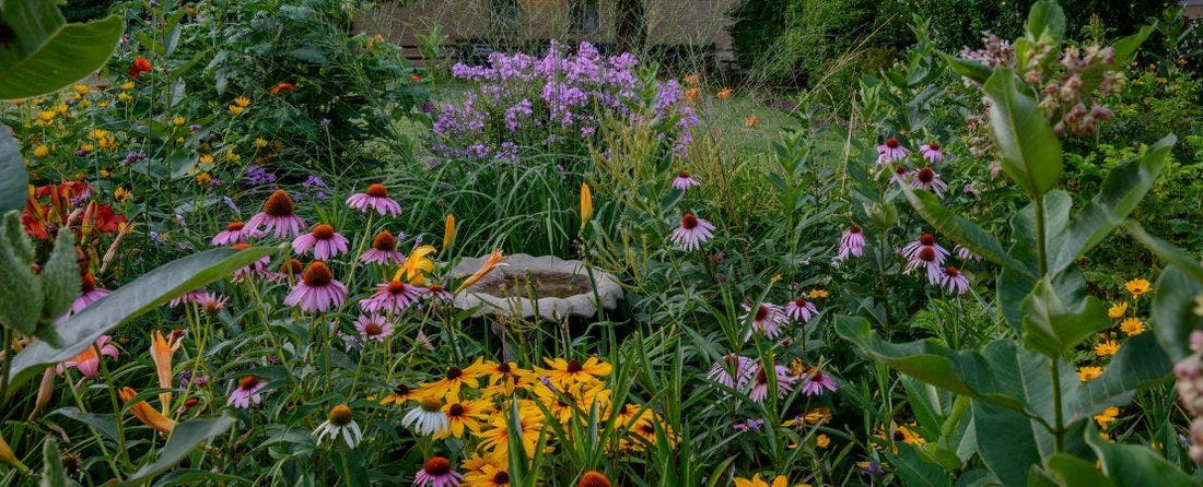 What to Do When Your Perennial Plants Arrive