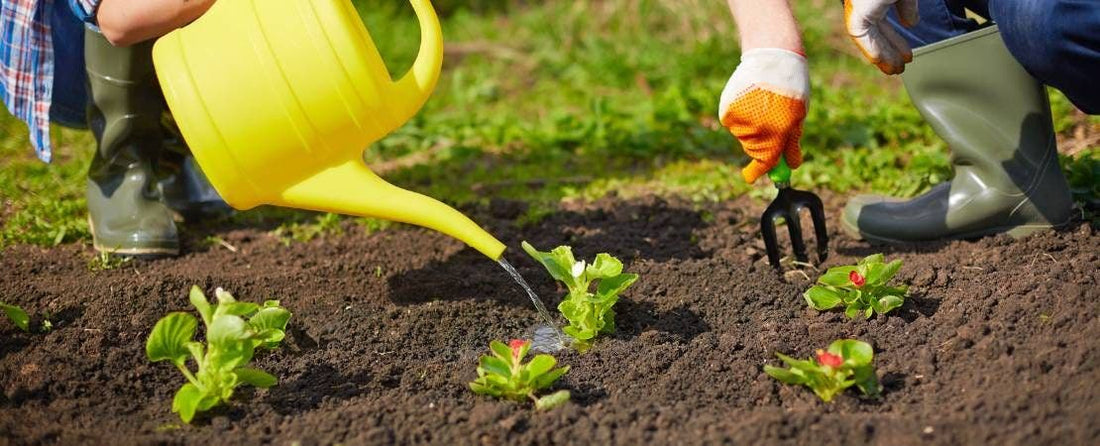 What to do When Your Seeds & Plants Arrive