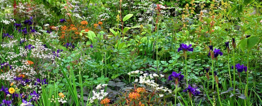 Growing Wildflowers to Support Pollinators